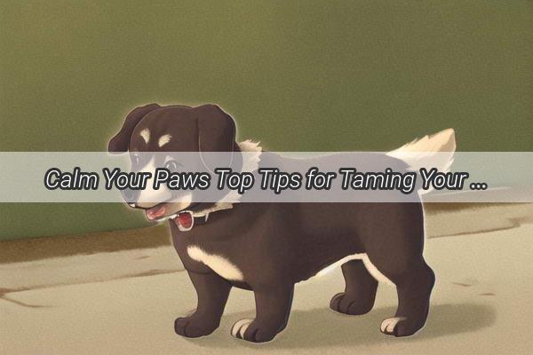 Calm Your Paws Top Tips for Taming Your Excited Dog on Arrival